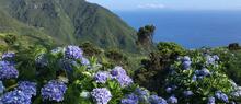 Azory - Faial, Pico a São Jorge